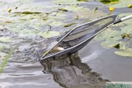 Šlokenbekas ezerā beigtas zivis - 9