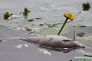 Šlokenbekas ezerā beigtas zivis - 14