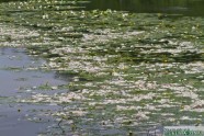 Šlokenbekas ezerā beigtas zivis - 16
