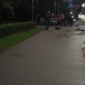 Lomonosova ielā auto ietriecas gājēju pārejas stabā - 11