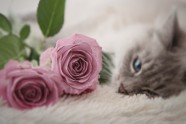 Kaķi un puķes - 13
