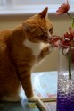 Kaķi un puķes - 16