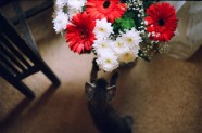 Kaķi un puķes - 20