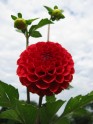 Dahlia 'Dzervenite' (2)