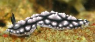 Krāšņie un neparastie jūras gliemji - 23
