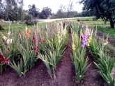 Selekcionāra Laimoņa Zaķa gladiolu dārzs - 4