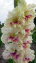 Selekcionāra Laimoņa Zaķa gladiolu dārzs - 15
