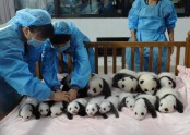 Pandu bērnudārzs Ķīnā - 2