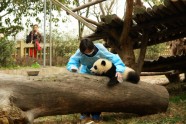 Pandu bērnudārzs Ķīnā - 22