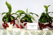 Orhideju, kukaiņēdāju un citu eksotisko augu izstāde Dabas muzejā - 3