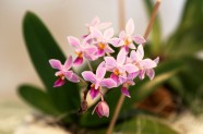 Orhideju, kukaiņēdāju un citu eksotisko augu izstāde Dabas muzejā - 5