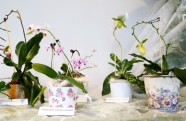 Orhideju, kukaiņēdāju un citu eksotisko augu izstāde Dabas muzejā - 6