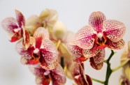Orhideju, kukaiņēdāju un citu eksotisko augu izstāde Dabas muzejā - 7