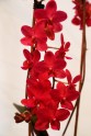 Orhideju, kukaiņēdāju un citu eksotisko augu izstāde Dabas muzejā - 9