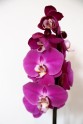 Orhideju, kukaiņēdāju un citu eksotisko augu izstāde Dabas muzejā - 16
