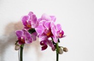 Orhideju, kukaiņēdāju un citu eksotisko augu izstāde Dabas muzejā - 18