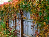 Mežvīna vīnogulāji rudens sezonā - 22