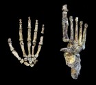 Homo naledi - 4