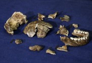 Homo naledi - 11