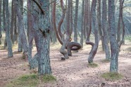 Танцующий лес - 4