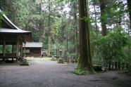 Kamishikimikumano - senais mežs Japānā - 1