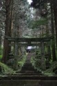 Kamishikimikumano - senais mežs Japānā - 6