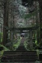 Kamishikimikumano - senais mežs Japānā - 7