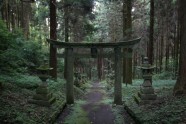 Kamishikimikumano - senais mežs Japānā - 10
