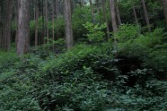 Kamishikimikumano - senais mežs Japānā - 20