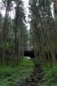 Kamishikimikumano - senais mežs Japānā - 21