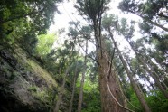 Kamishikimikumano - senais mežs Japānā - 23