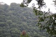 Kamishikimikumano - senais mežs Japānā - 24