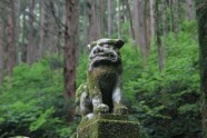 Kamishikimikumano - senais mežs Japānā - 25