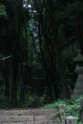 Kamishikimikumano - senais mežs Japānā - 32