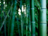 Bambusi - 1