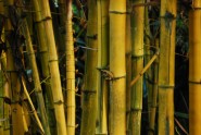 Bambusi - 2