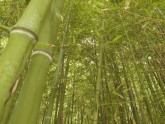 Bambusi - 6
