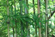 Bambusi - 9