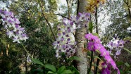 Orhidejas savvaļā - 21