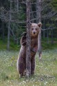 Lācis, kas slēpjas aiz koka - 2