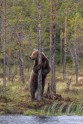 Lācis, kas slēpjas aiz koka - 3