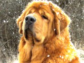 Sniega suņi - 2
