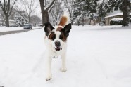 Sniega suņi - 10