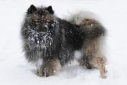 Sniega suņi - 12