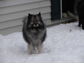 Sniega suņi - 13