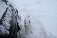 Sniega suņi - 24