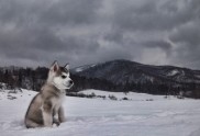 Sniega suņi - 26