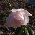 2015. gada rozes Rundāles pilī - 13