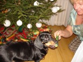 Ziemassvētki ar suņiem  - 6