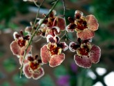 Orhideju šķirnes - 2